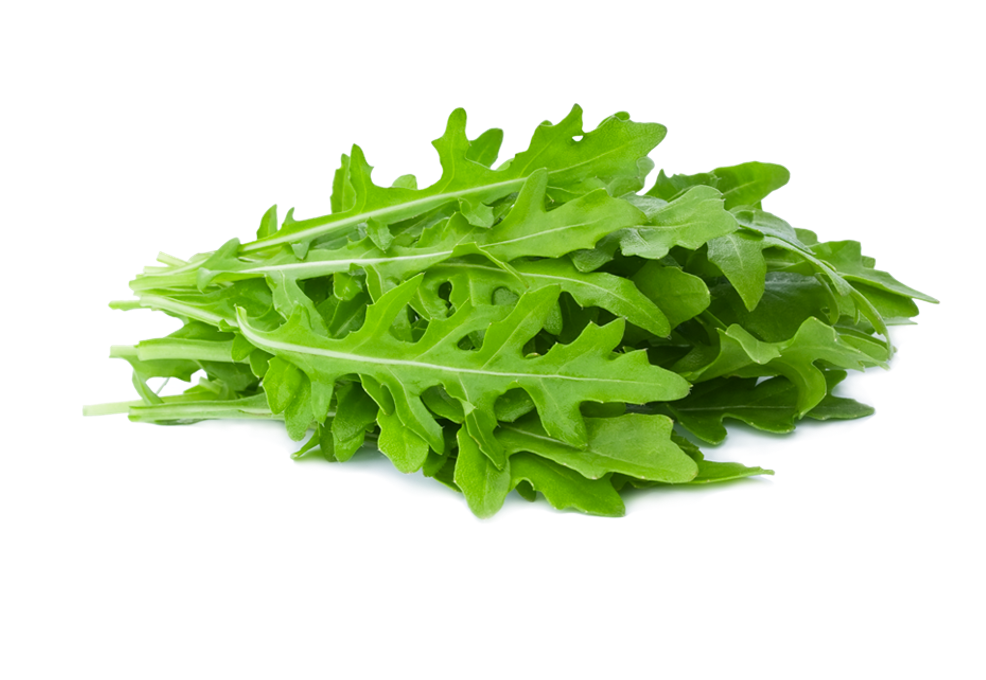 Rucola